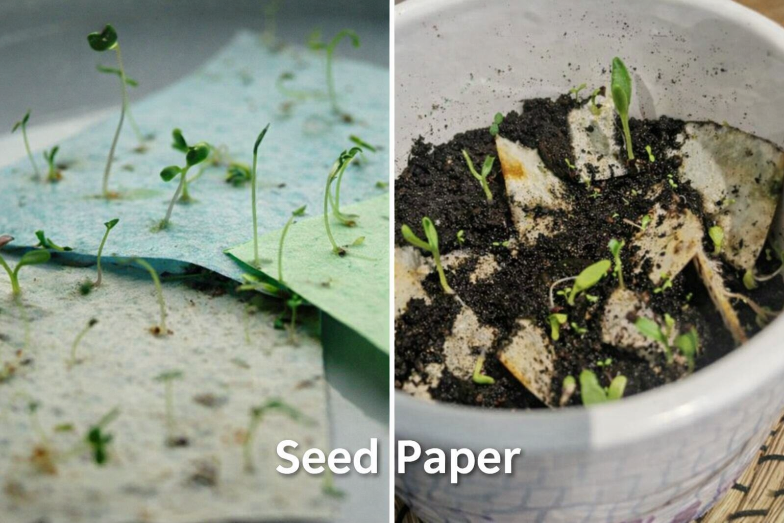 Plantable_seed_paper_that_blooms